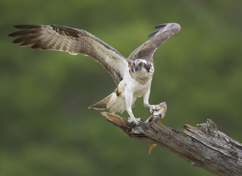 Osprey copyright Peter Cairns