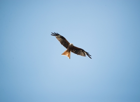 Red Kite soaring