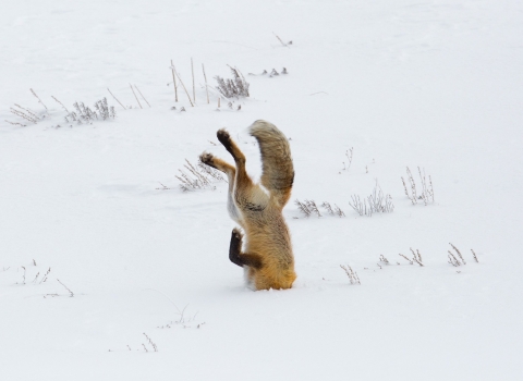 Red Fox hunting in snow