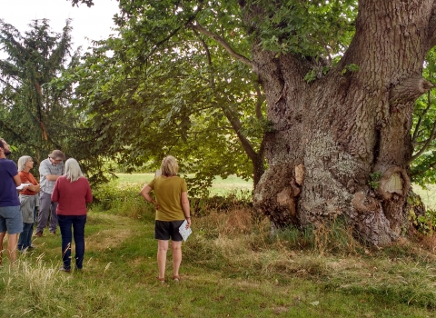Veteran oak surrounded by admirers copyright Montgomeryshire Wildlife Trust