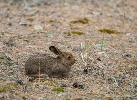 Young hare leveret Abrget47j [CC BY-SA 3.0 (https://creativecommons.org/licenses/by-sa/3.0)]