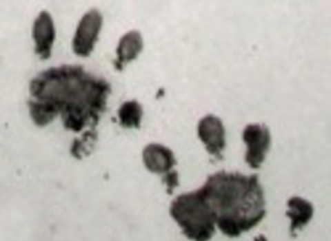 mammal footprints
