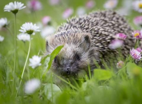 hedgehog amongst the daisies