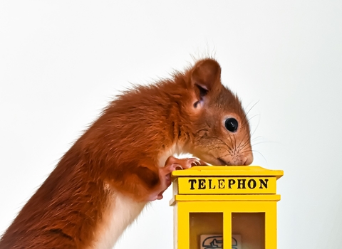 Red Squirrel looking down on a little yellow telephone booth; image by Alexas_Fotos from Pixabay
