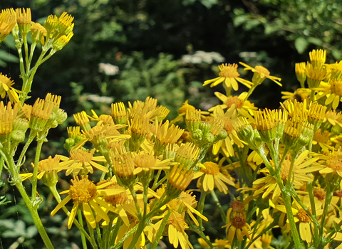 The brilliant yellow display of flowering Common Ragwort