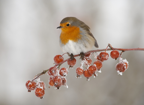 Robin on berry-laden branch in winter