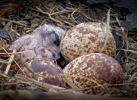 Just hatched osprey chick
