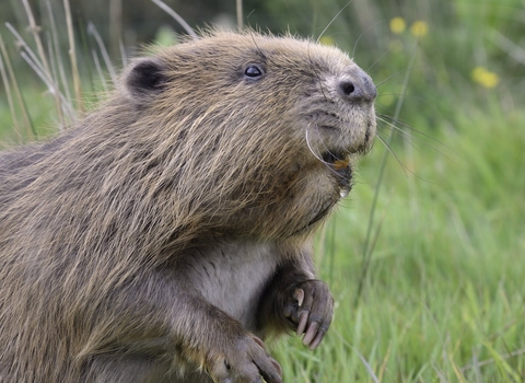 Beaver copyright Nick Upton/Cornwall Wildlife Trust
