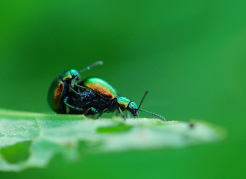 Dock beetles mating copyright Zsuzsanna Bird