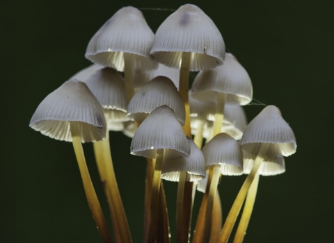 Mycena inclinata bonnet fungi copyright Guy Edwardes/2020VISION