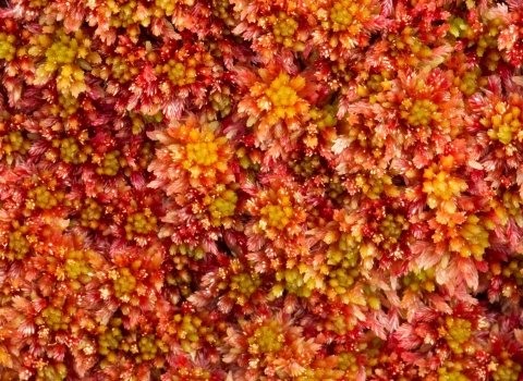Red sphagnum moss copyright Mark Hamblin/2020VISION