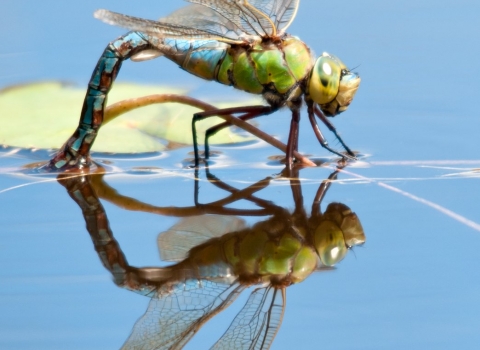 Emperor dragonfly female laying eggs copyright Ross Hoddinott/2020VISION