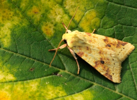 Sallow moth copyright Amy Lewis