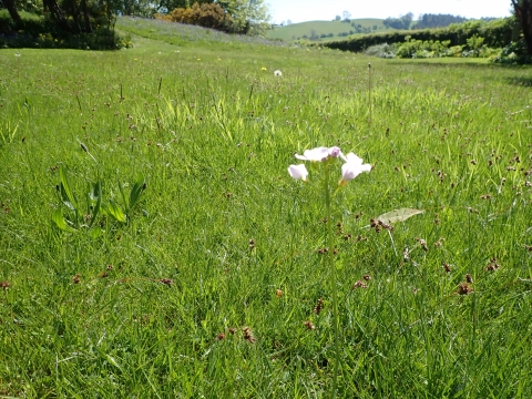 Picture of unmown lawn TMW