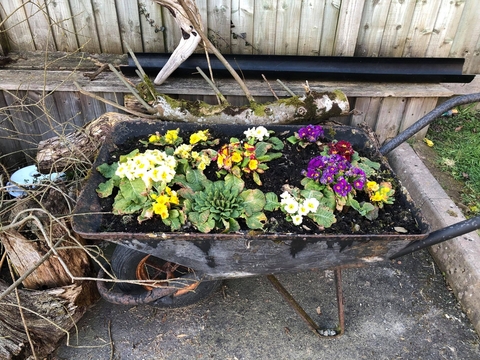 An old wheelbarrow repurposed as a planter copyright Ceri Jones