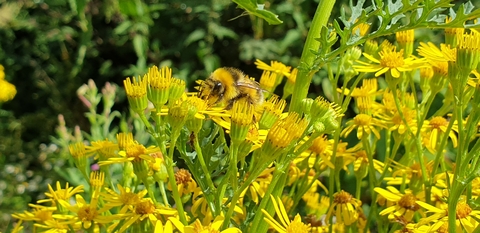 A pretty yellow and black bumblebee has its tongue out taking nectar from the yellow flowers it is sitting on