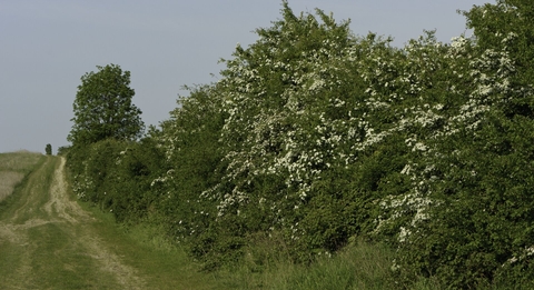 Hedgerow covered in may blossom, running next to a track copyright Chris Gomersall/2020VISION