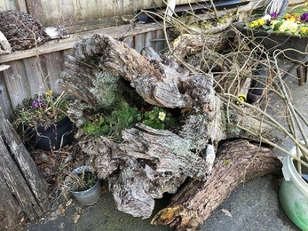 Huge lichen-covered tree stump with Primroses growing within copyright Ceri Jones
