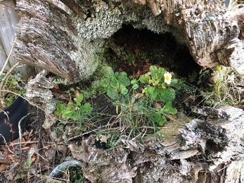 View of Primroses in Phil's lichen-covered tree strump copyright Ceri Jones