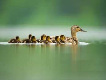 A female Mallard duck on the water with her flock of ducklings