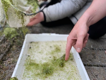 pond dipping