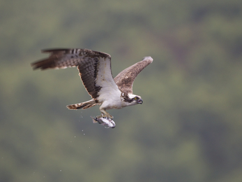 Osprey in flight, a fish in its talons