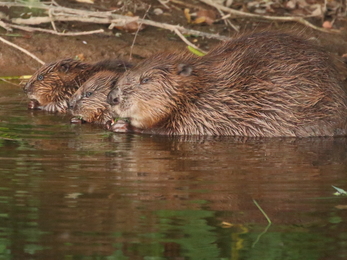 Beaver mother and kits