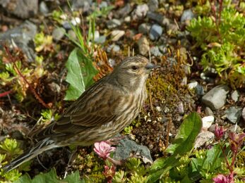 Close up of a female Linnet