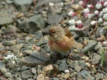 Close up of a male Linnet