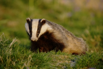 Badger