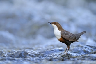 Dipper