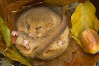 Hazel dormouse