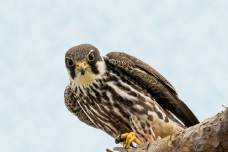 Falconry & Birds of Prey in West Wales near me