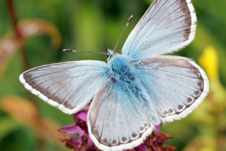 Chalkhill Blue butterfly