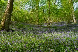 Bluebells at Coed Pendugwm copyright Tamasine Stretton