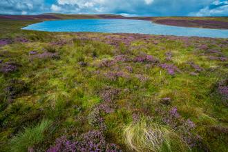 Glaslyn lake & blooming heather