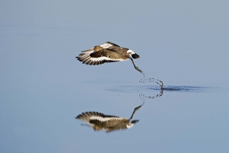 Black-tailed Godwit in flight