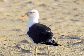 Great Black-backed Gull