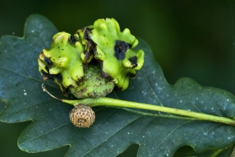 Knopper Gall 