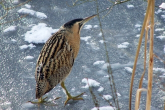 Bittern at Llyn Coed y Dinas in snow & ice