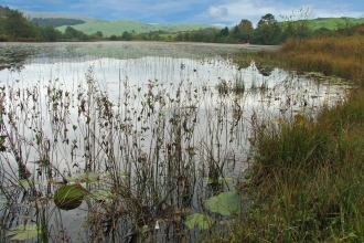 Lake Local Wildlife Site