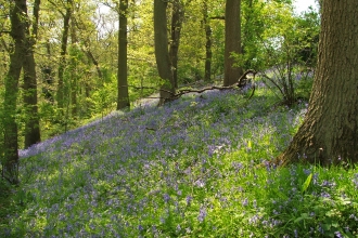 Woodland Local Wildlife Site