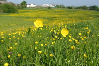 Meadow Buttercup