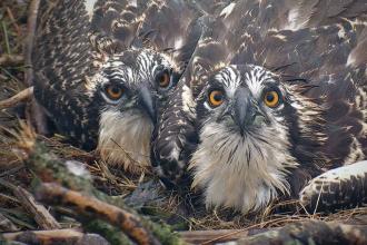 Cywion Gweilch y Dyfi yng Ngwarchodfa Natur Cors Dyfi 2016 © YNM