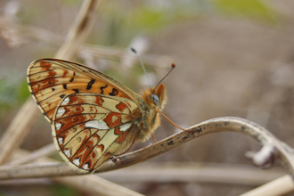 Pearl-bordered Fritillary butterfly copyright Tamasine Stretton