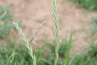 Perennial Rye-grass