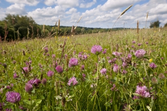 Red Clover