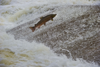 Atlantic Salmon