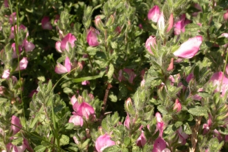 Common Restharrow