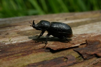 Rhinoceros Beetle